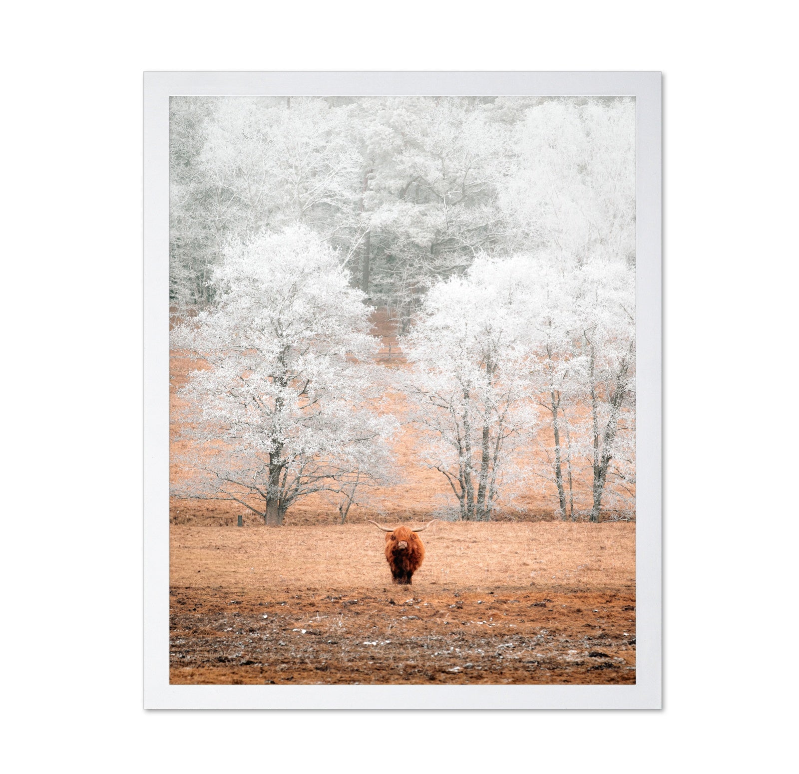 Highland Cow Winter