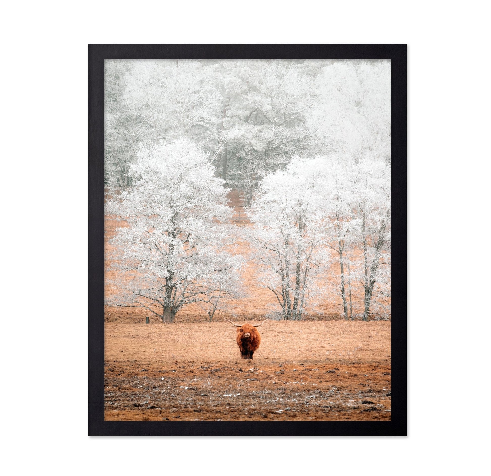 Highland Cow Winter