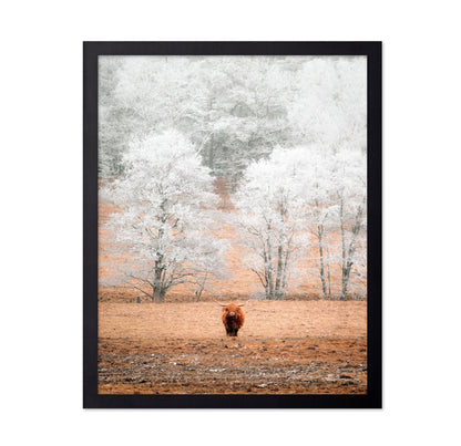 Highland Cow Winter