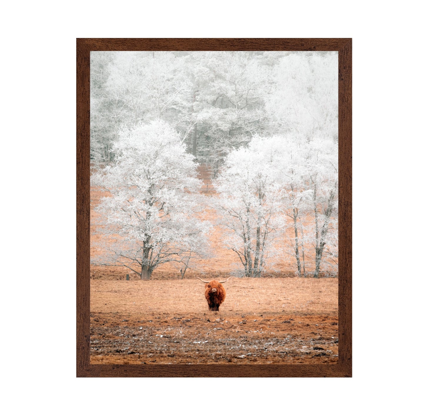 Highland Cow Winter
