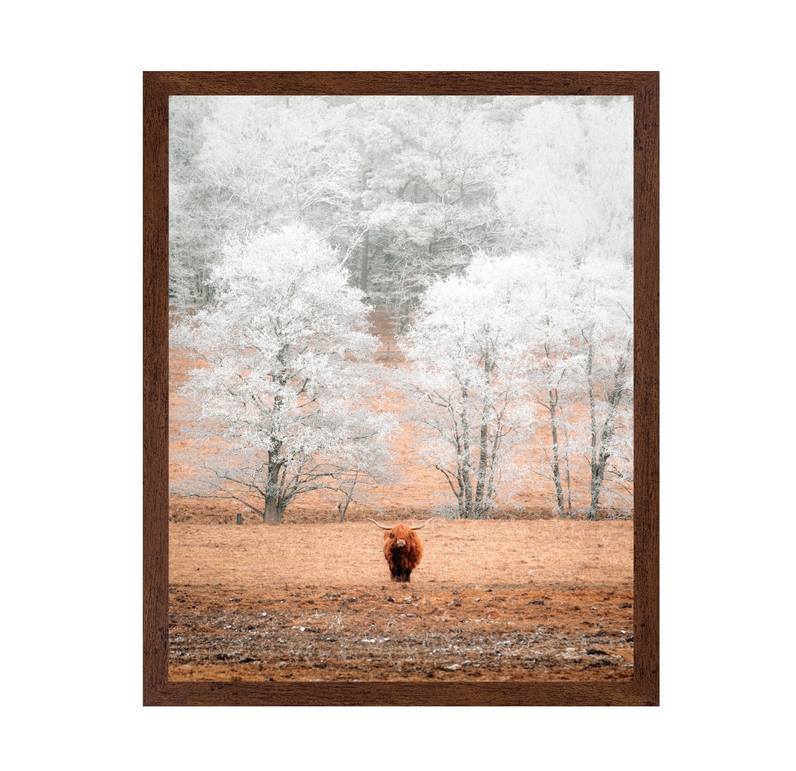 Highland Cow Winter