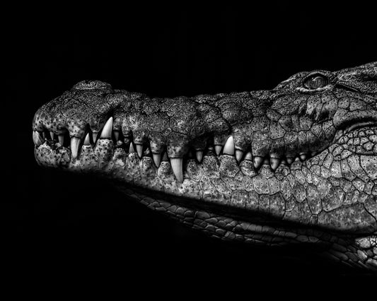 Crocodile Close Up