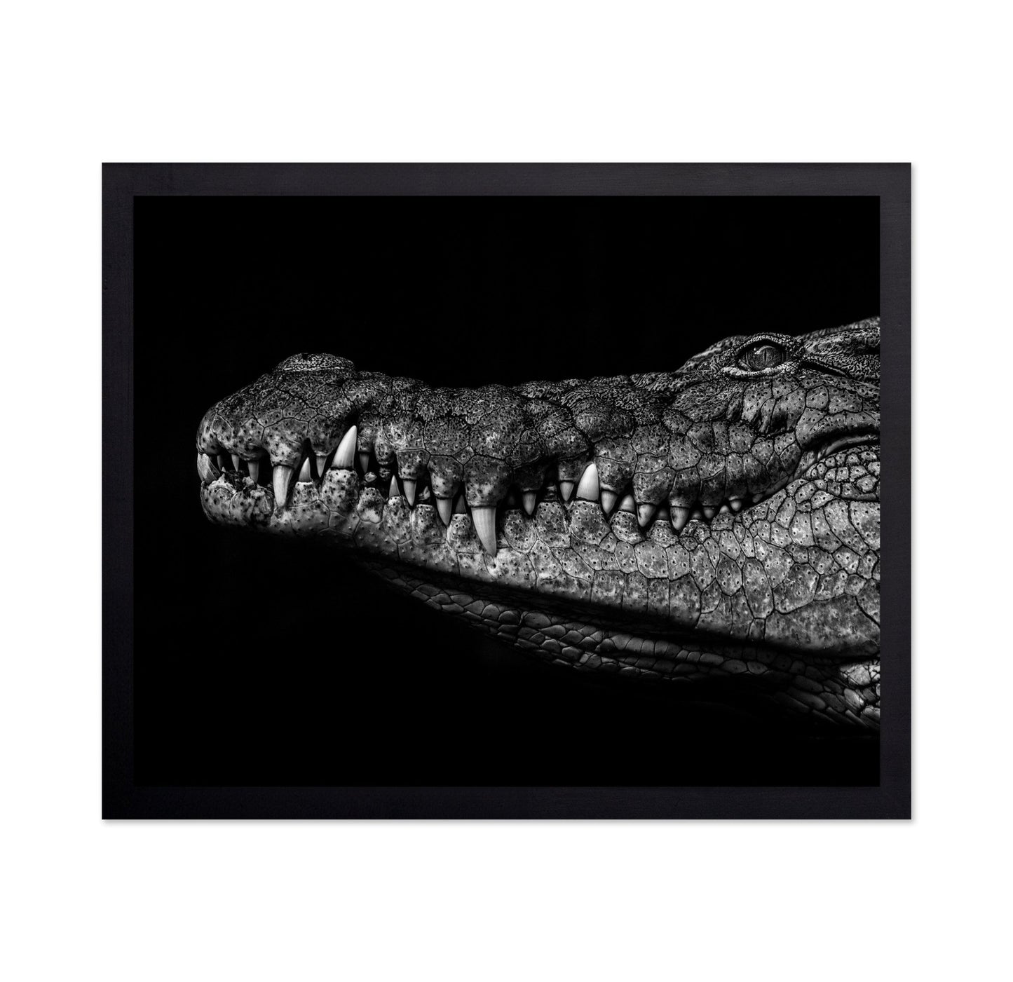 Crocodile Close Up