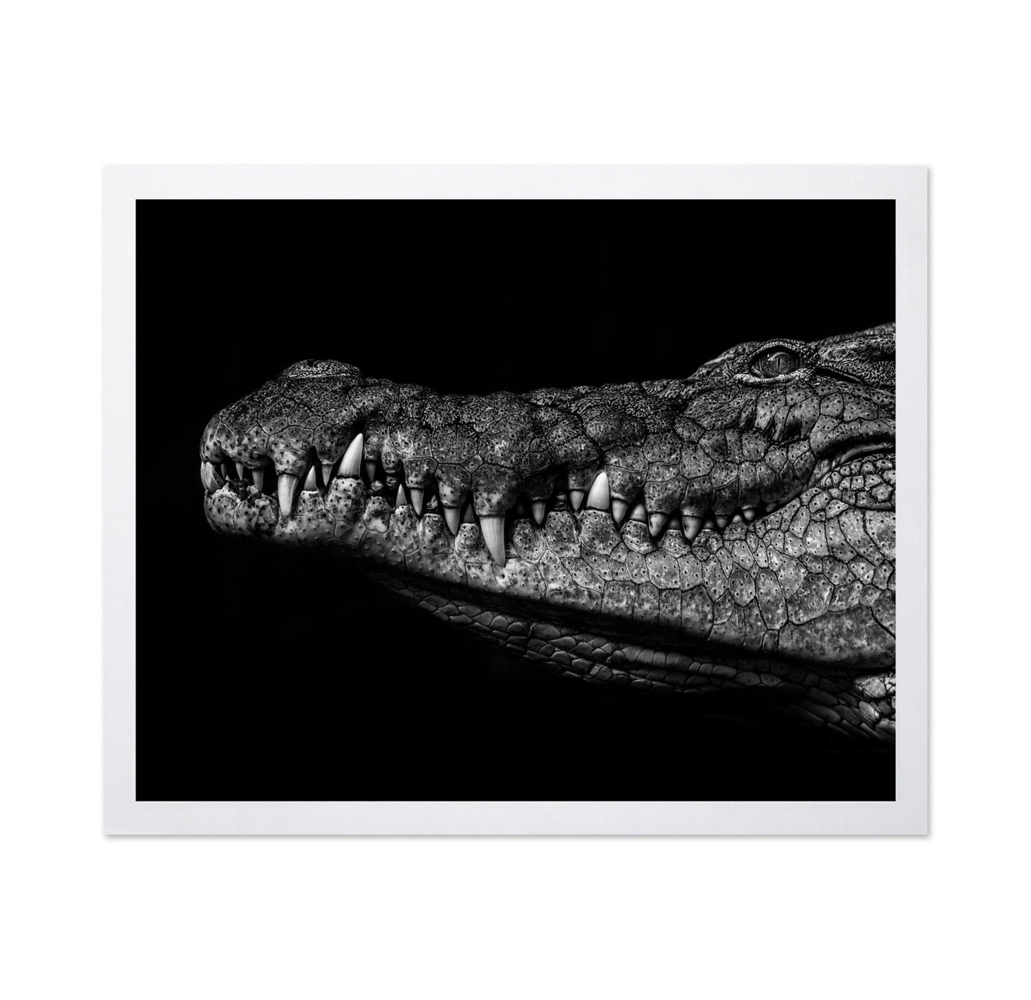 Crocodile Close Up