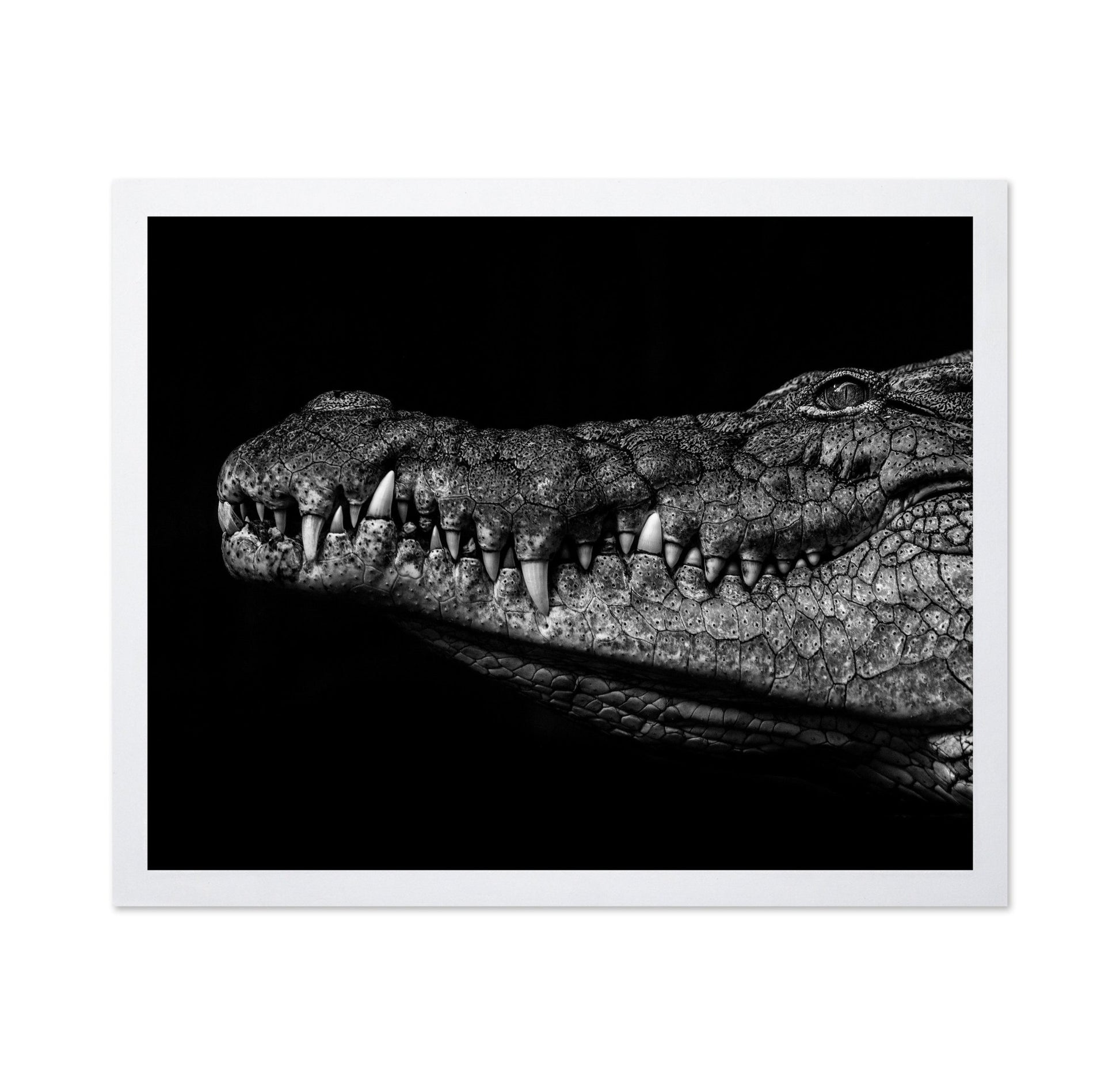 Crocodile Close Up