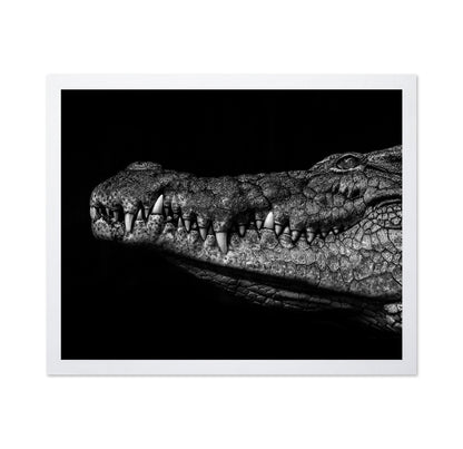 Crocodile Close Up