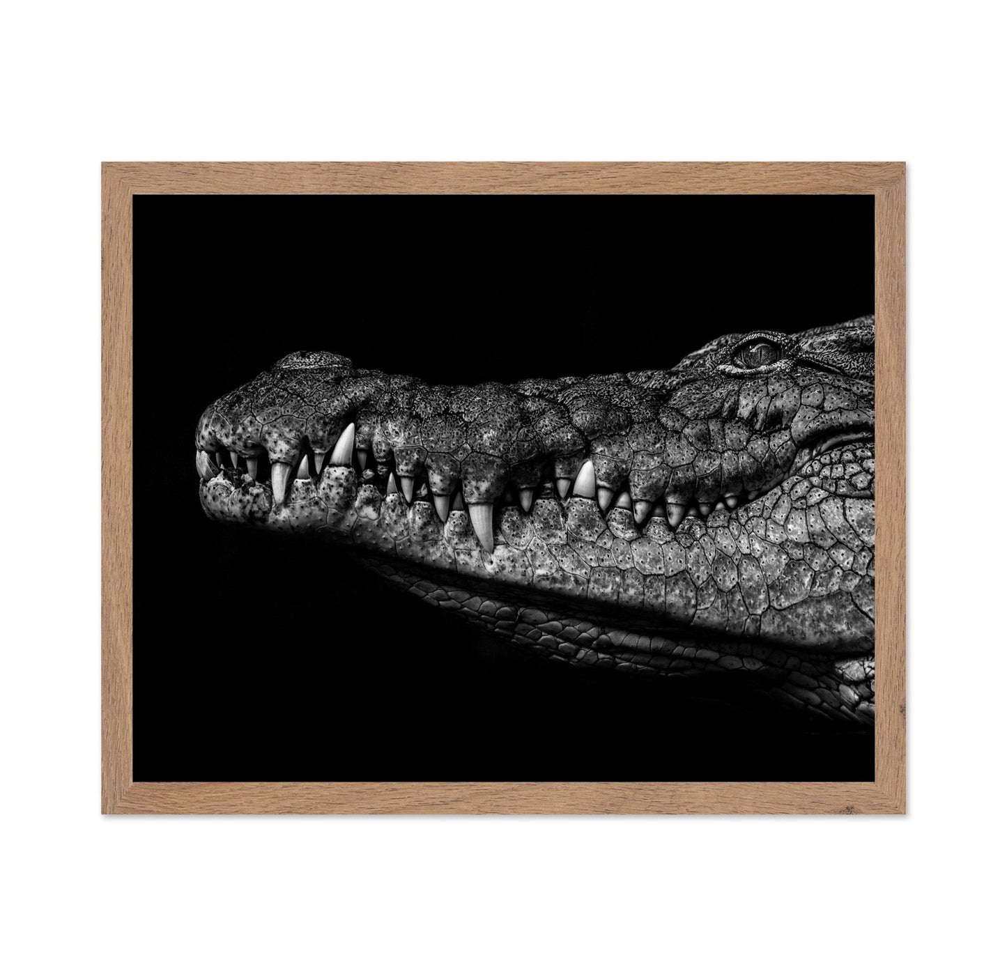 Crocodile Close Up