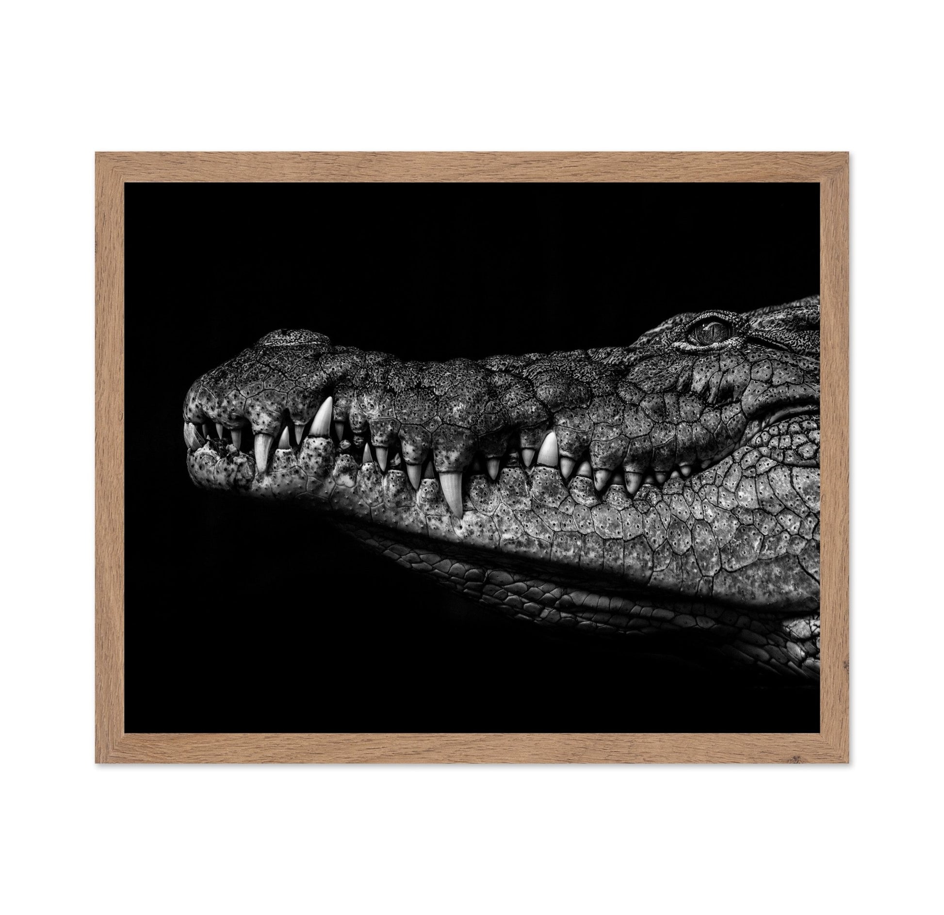 Crocodile Close Up