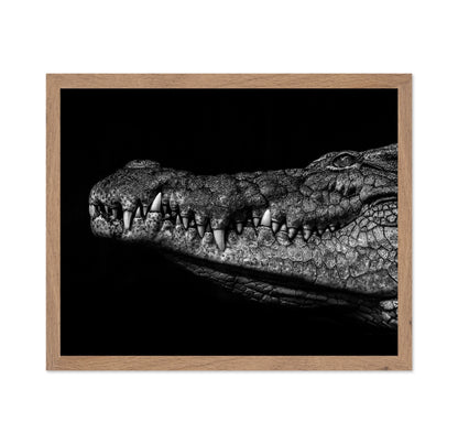 Crocodile Close Up