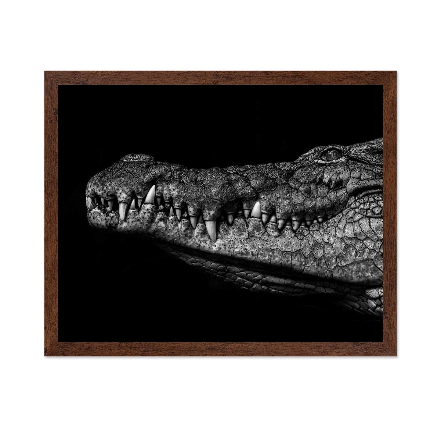 Crocodile Close Up