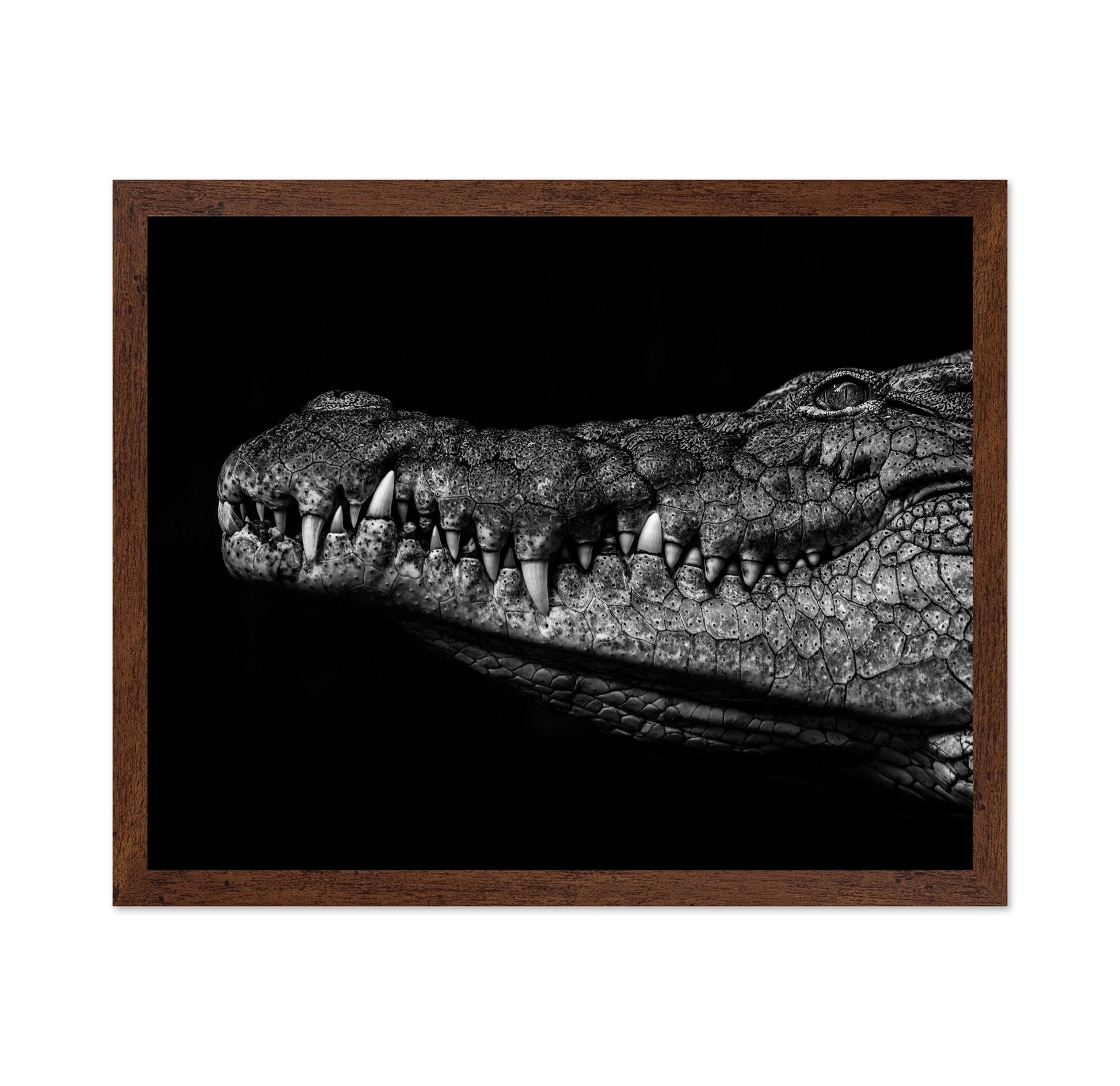 Crocodile Close Up