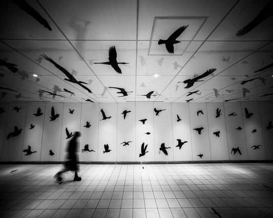 Flying Shadows Hall