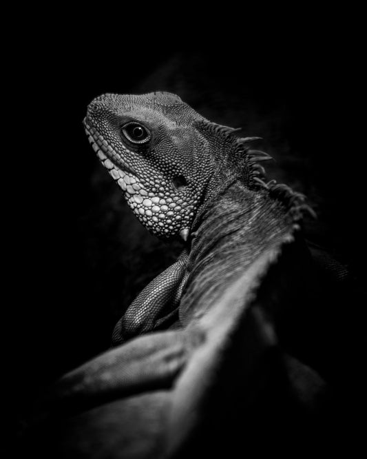 Shadow Lizard Portrait