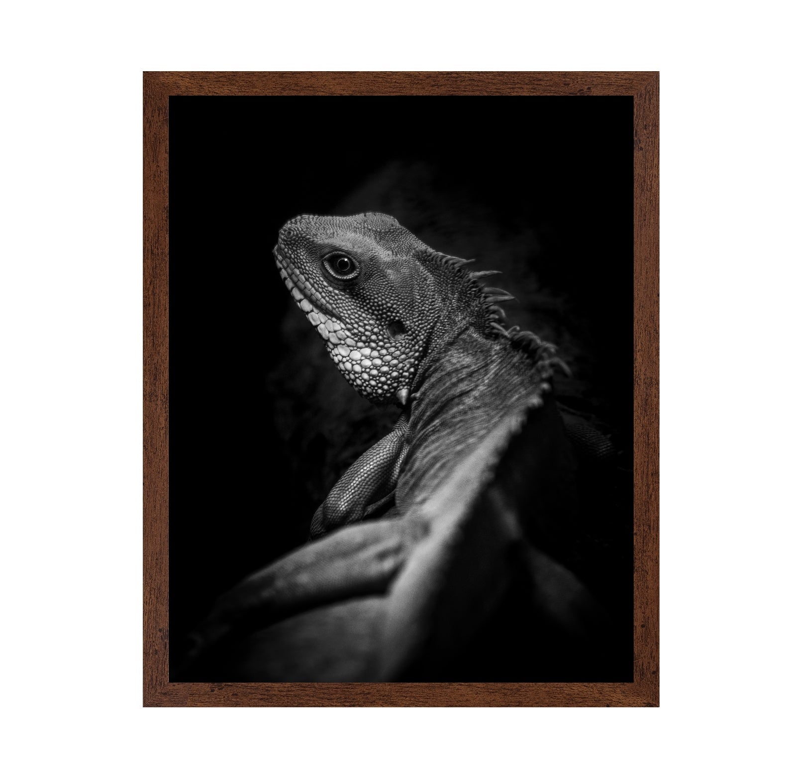 Shadow Lizard Portrait