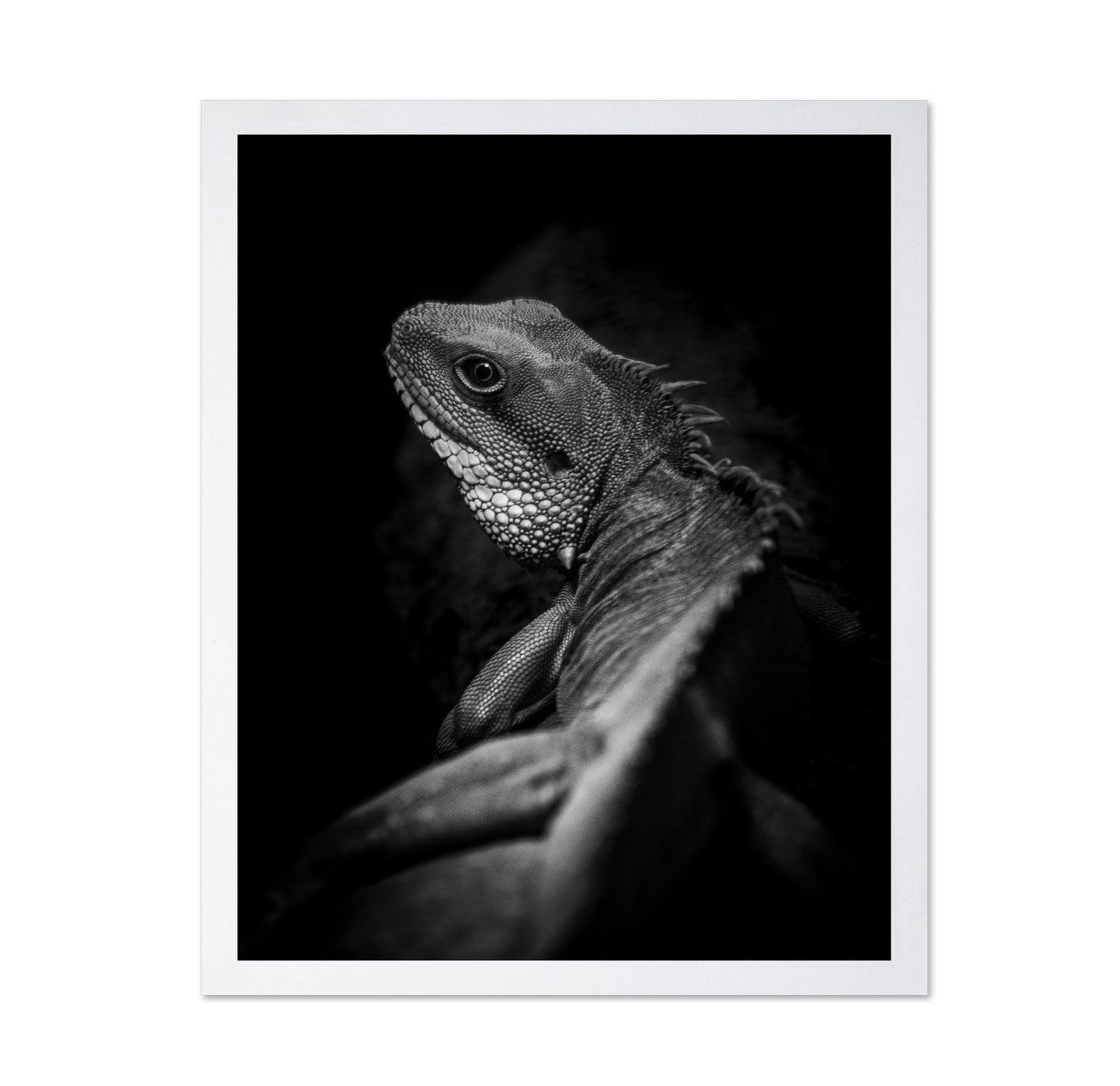 Shadow Lizard Portrait