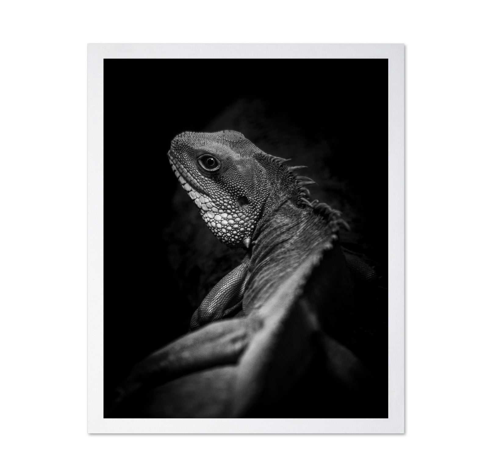 Shadow Lizard Portrait