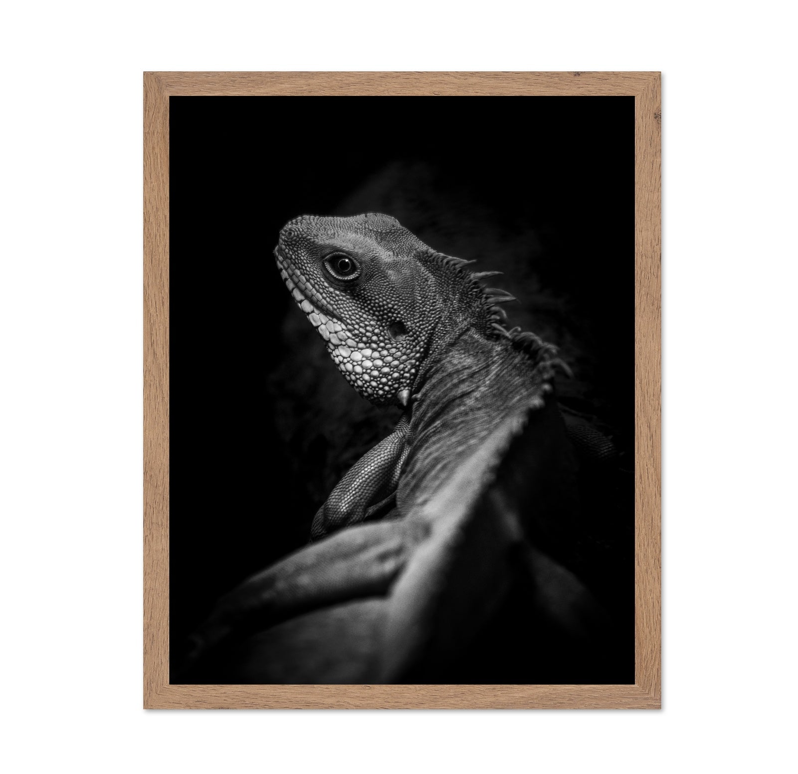 Shadow Lizard Portrait