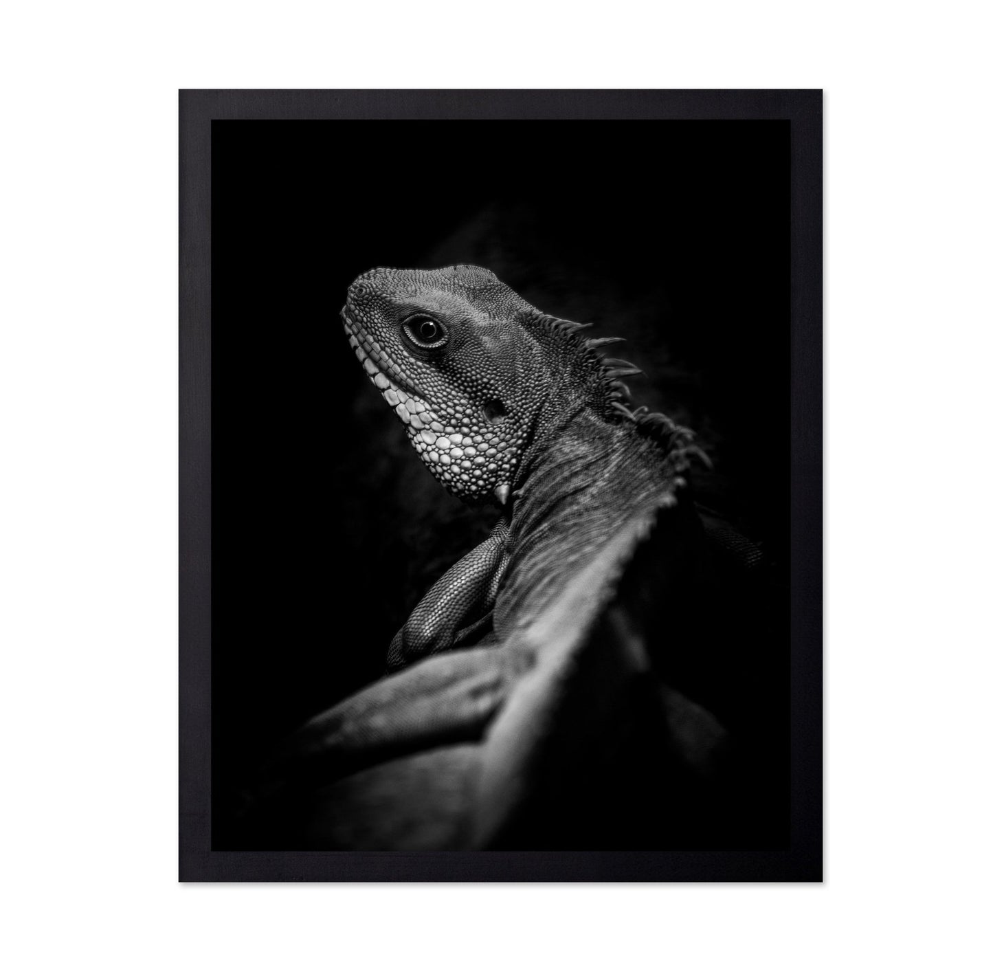 Shadow Lizard Portrait