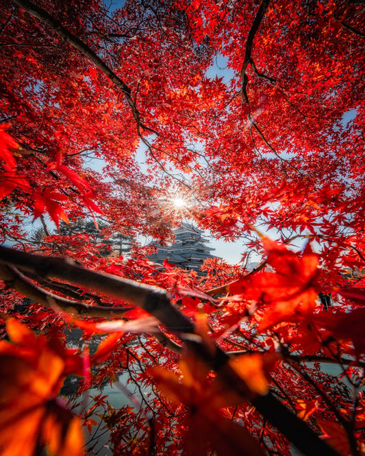 Red Maple Castle View