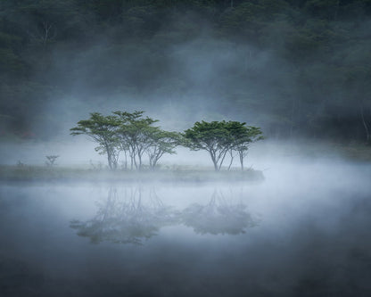 Misty Lake Trees