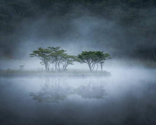 Misty Lake Trees