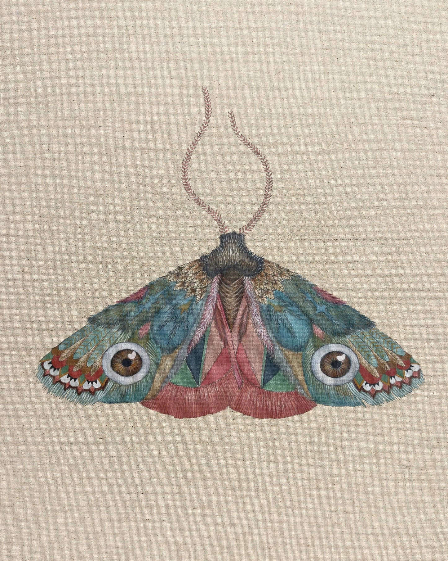 Brown Eye Moth
