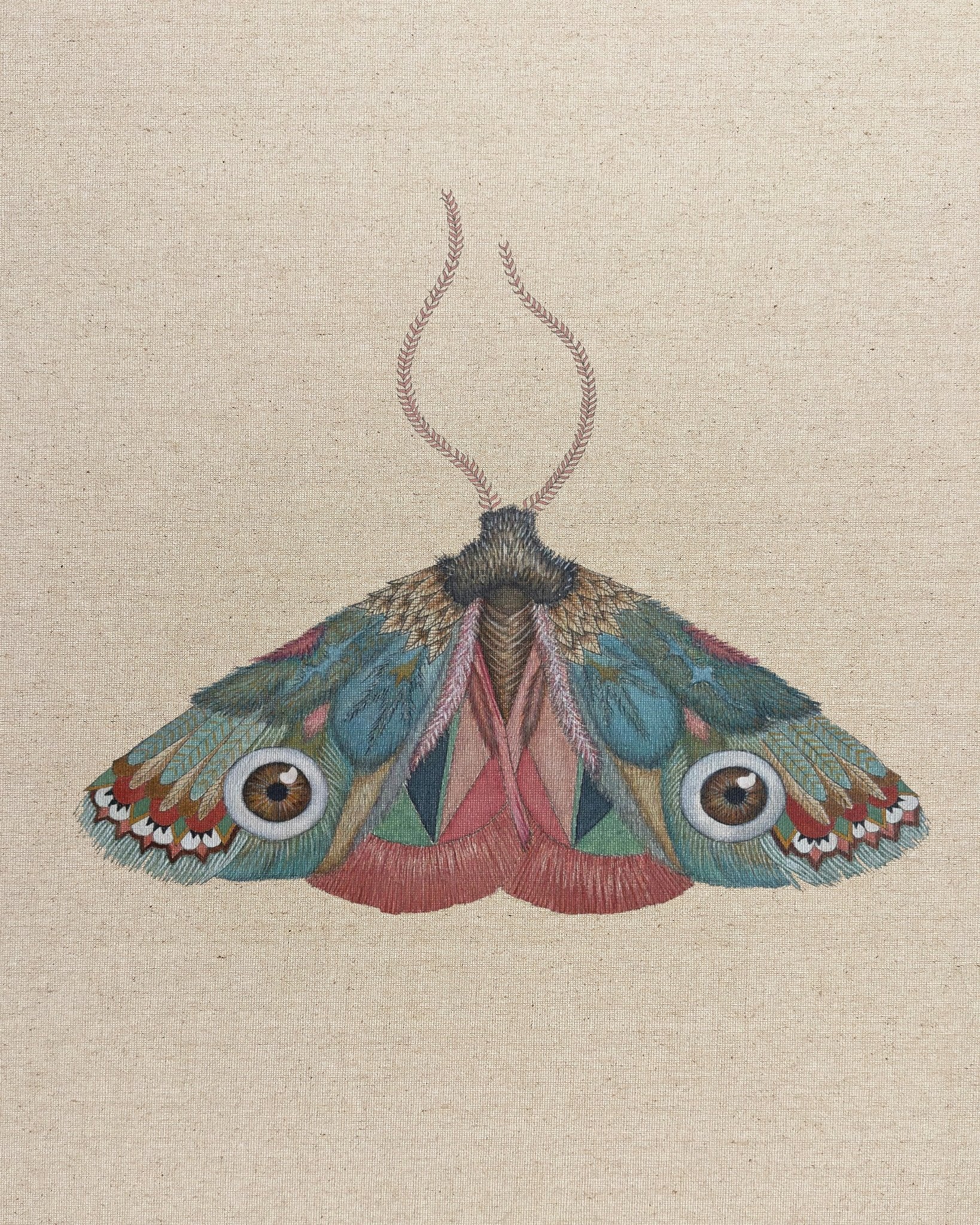 Brown Eye Moth