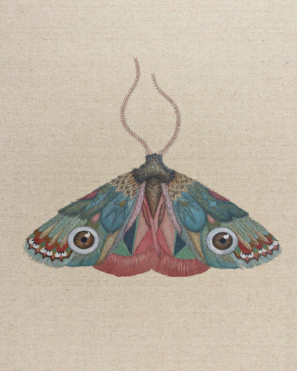 Brown Eye Moth