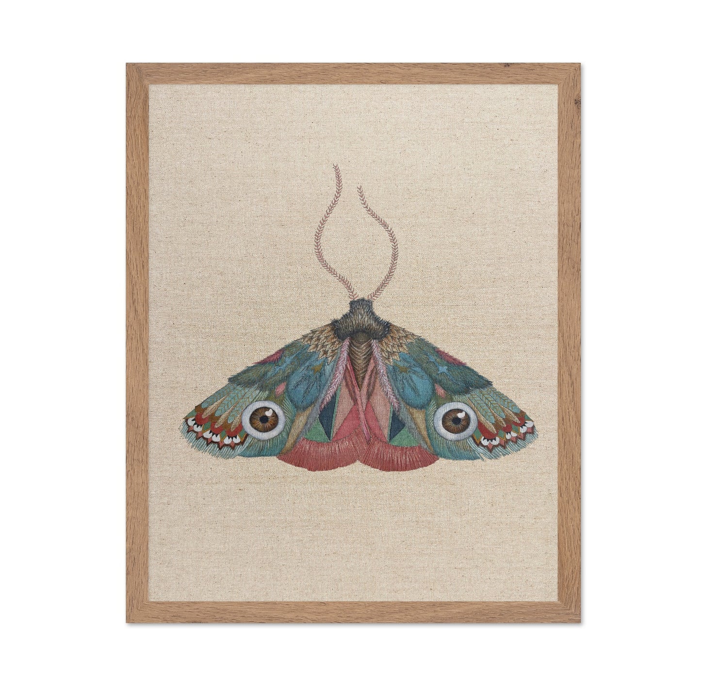 Brown Eye Moth