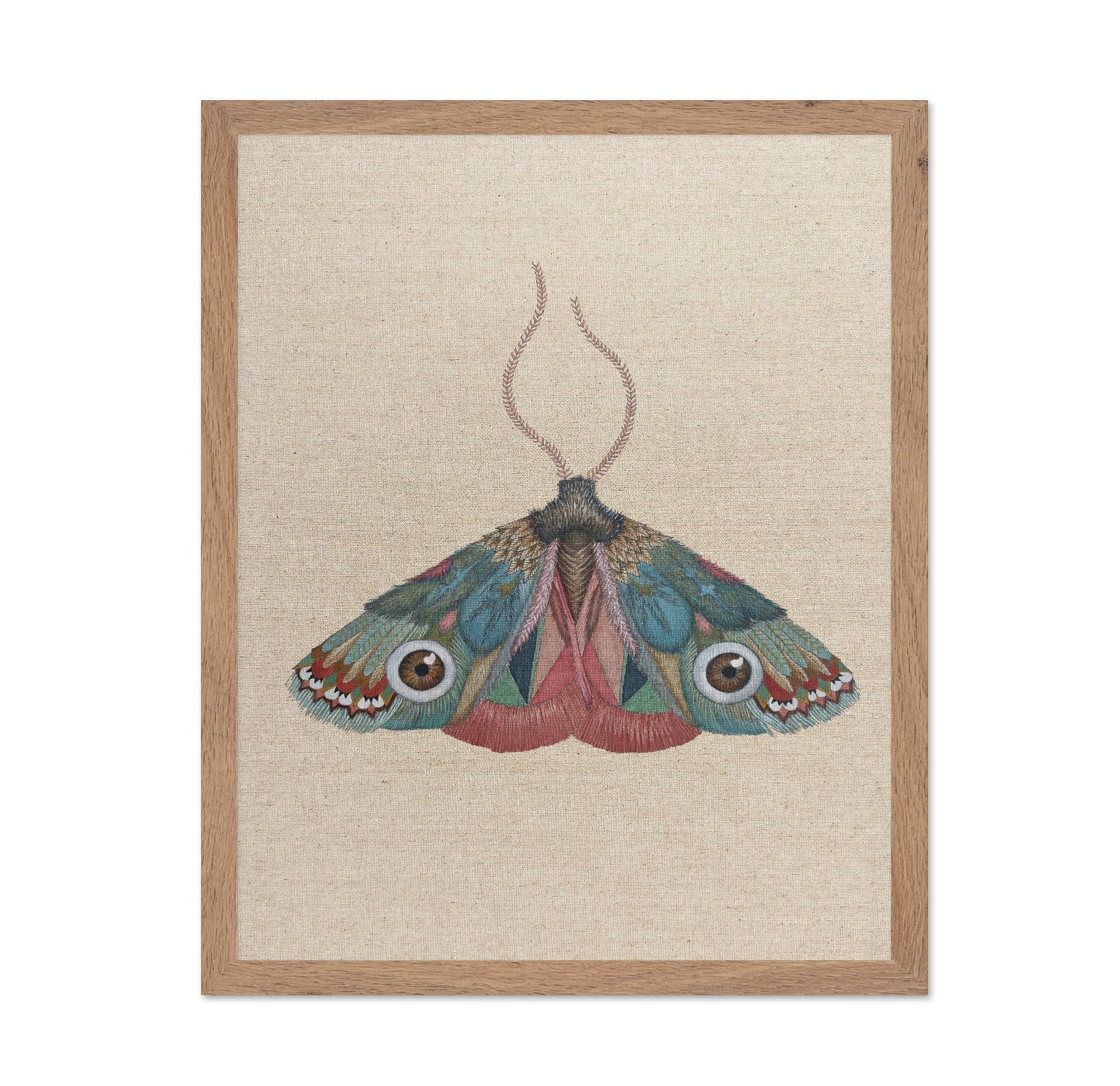 Brown Eye Moth