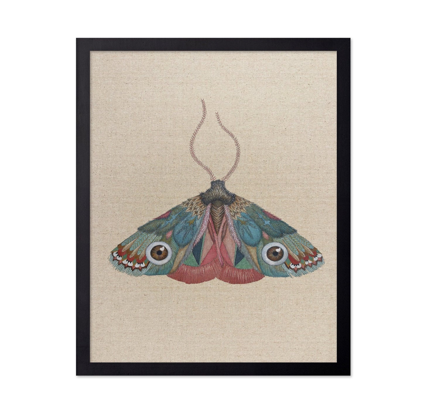 Brown Eye Moth
