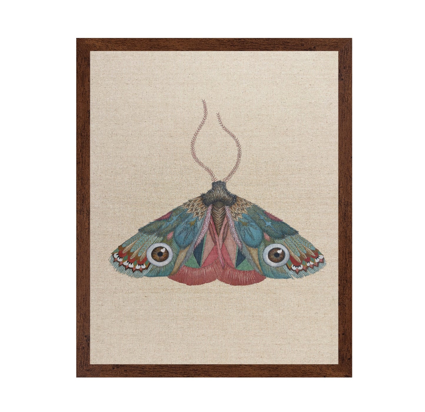 Brown Eye Moth