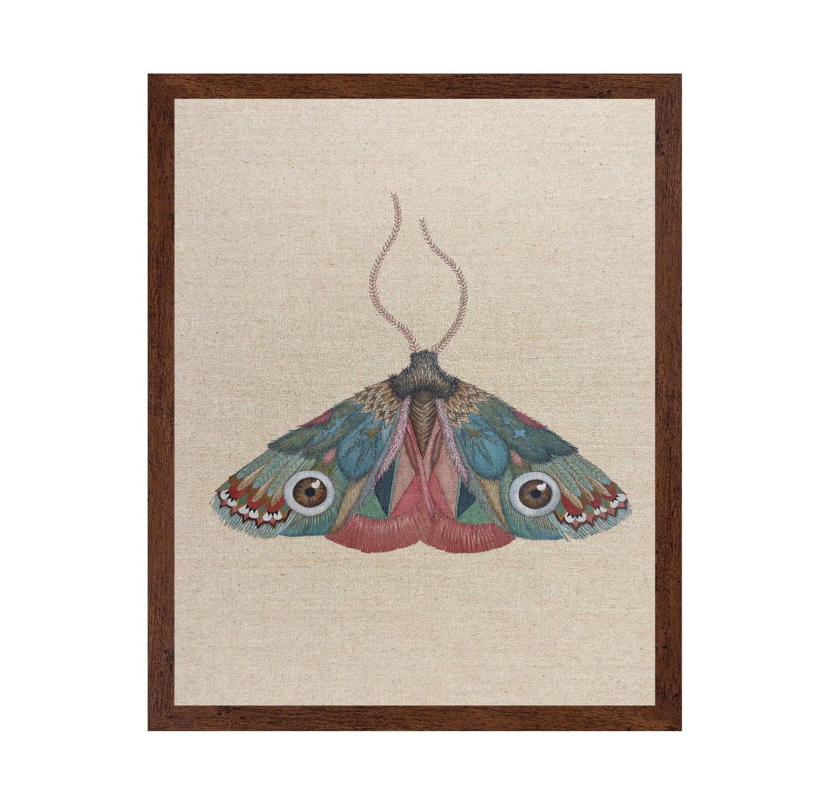 Brown Eye Moth
