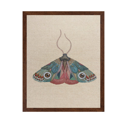 Brown Eye Moth