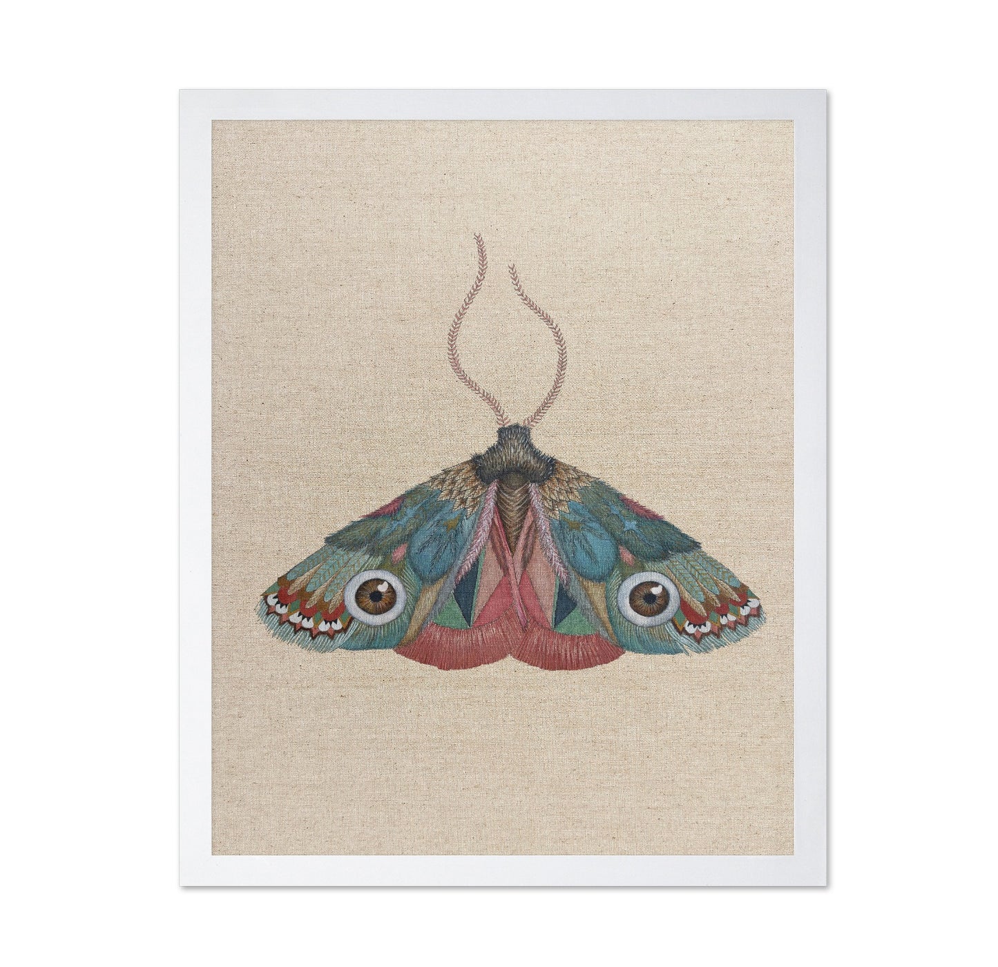 Brown Eye Moth