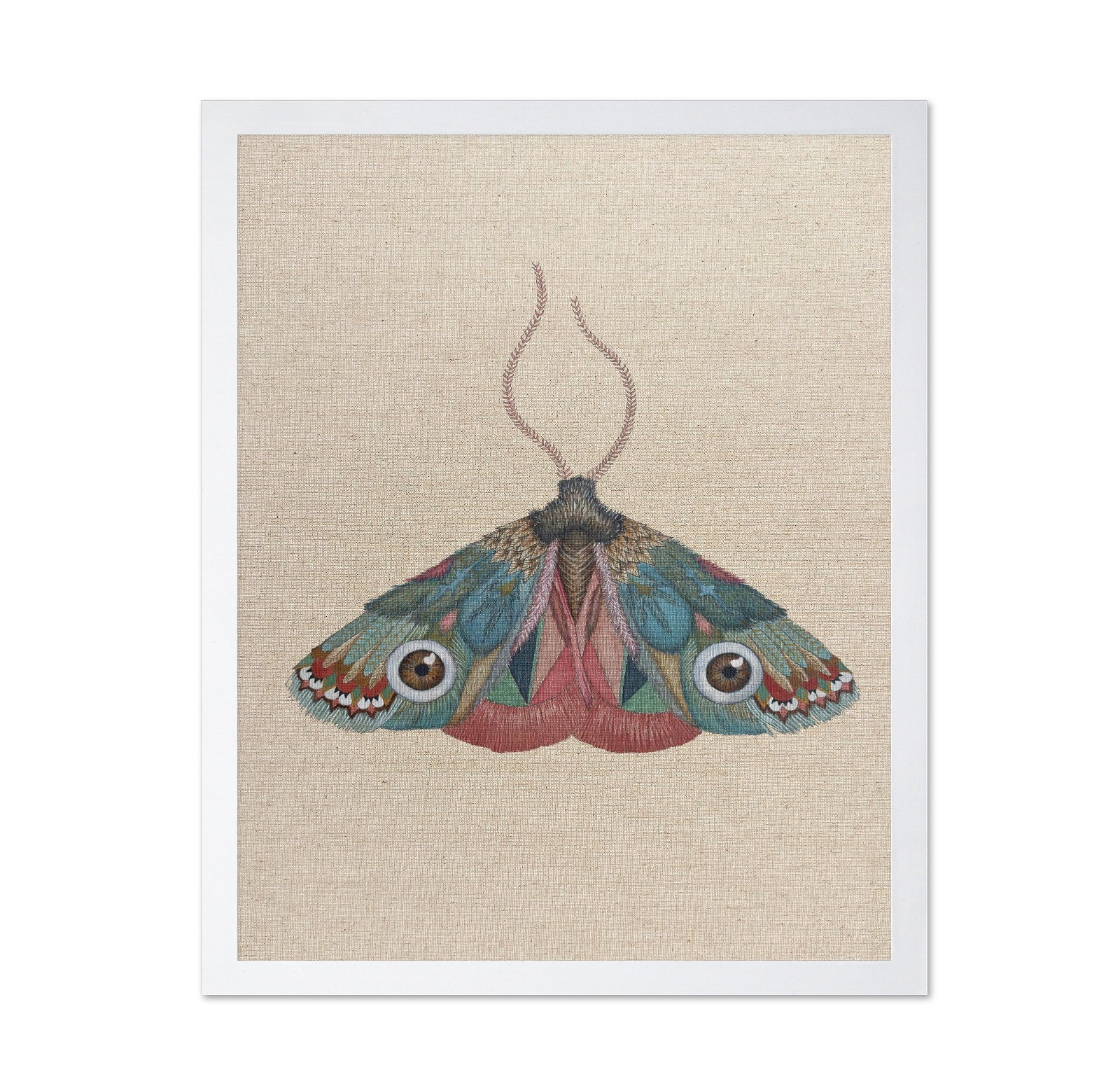 Brown Eye Moth