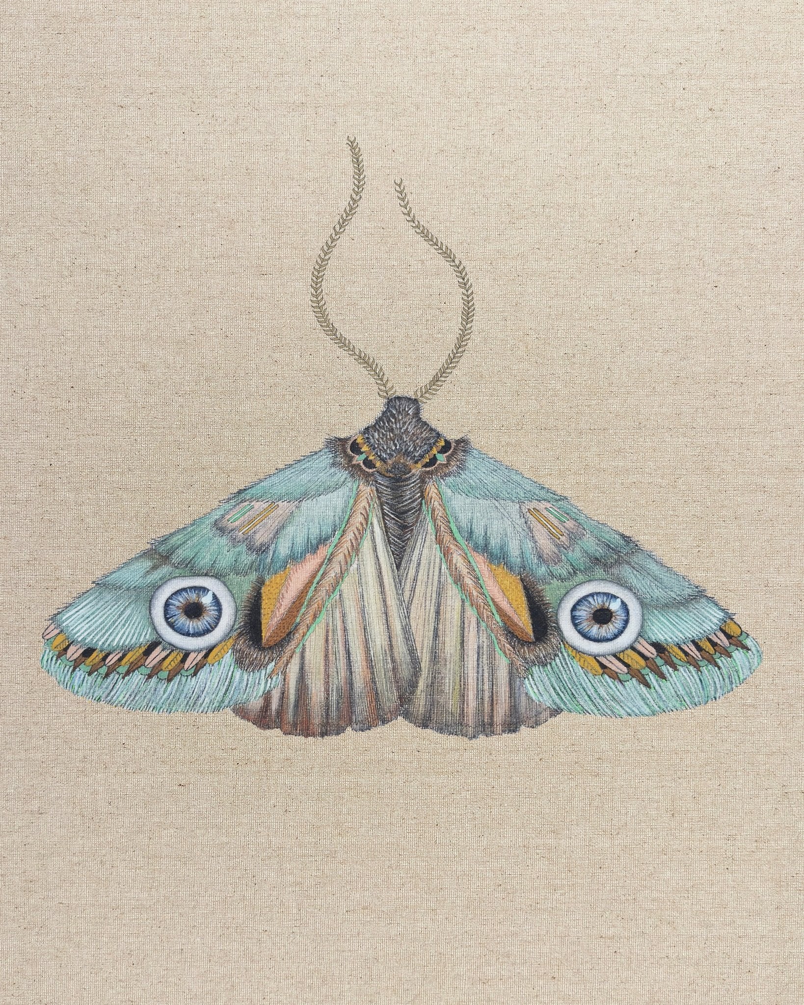 Aqua Eye Moth