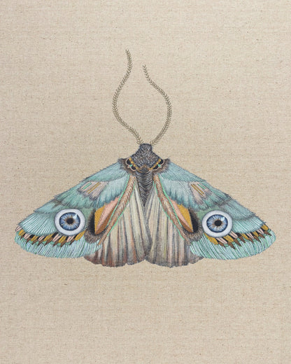 Aqua Eye Moth