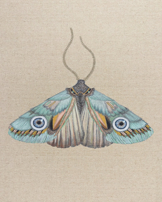 Aqua Eye Moth
