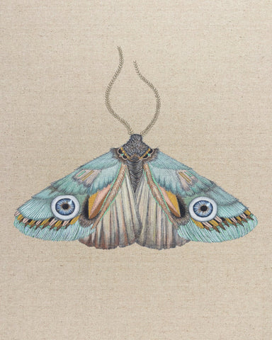 Aqua Eye Moth