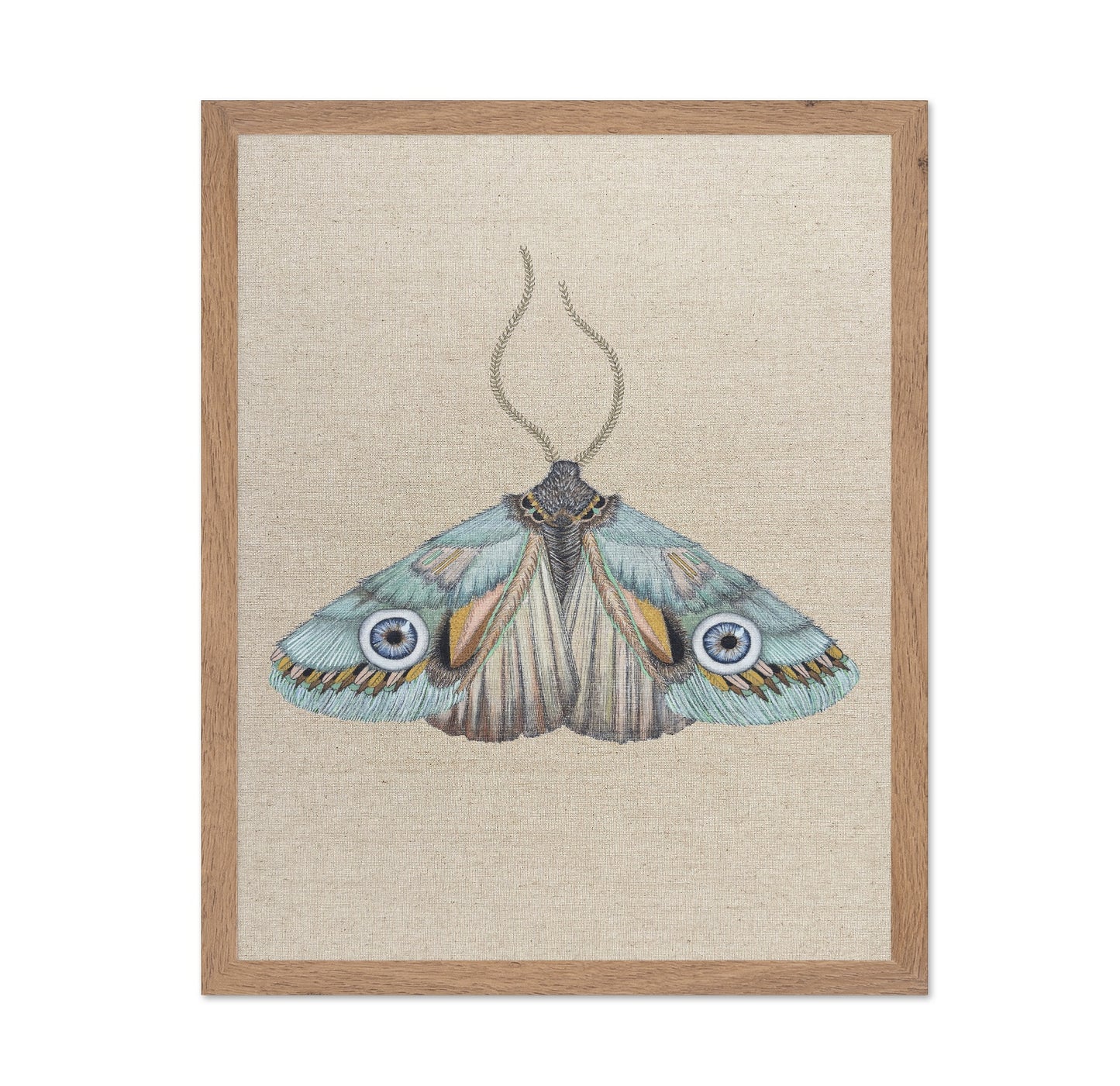 Aqua Eye Moth
