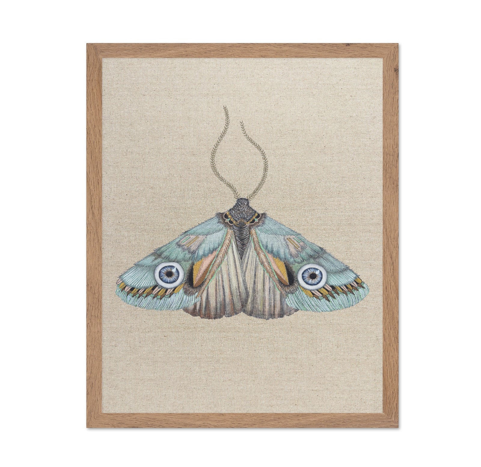 Aqua Eye Moth