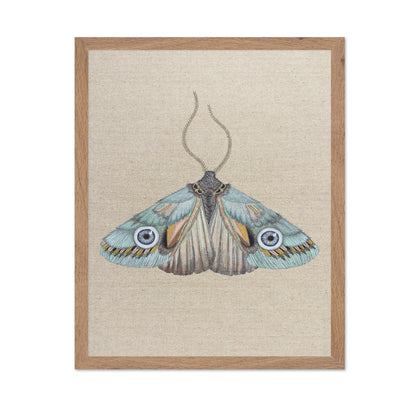 Aqua Eye Moth
