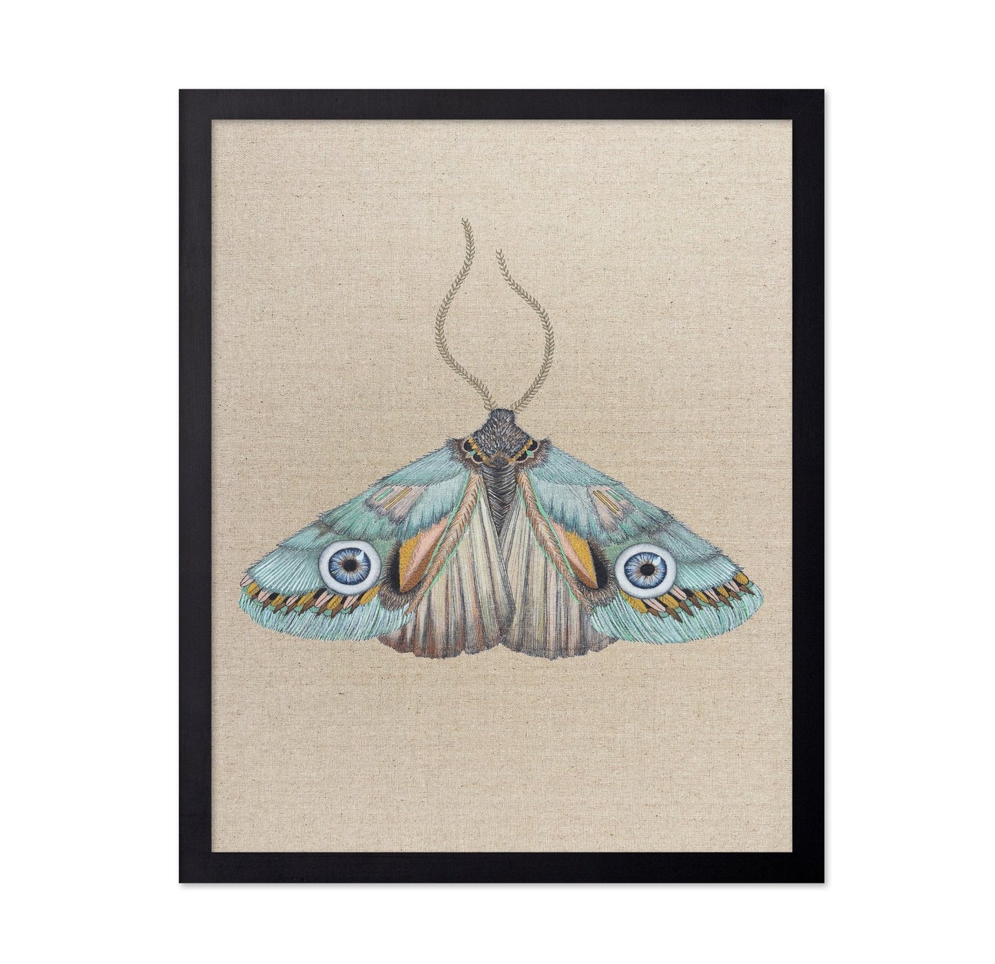 Aqua Eye Moth