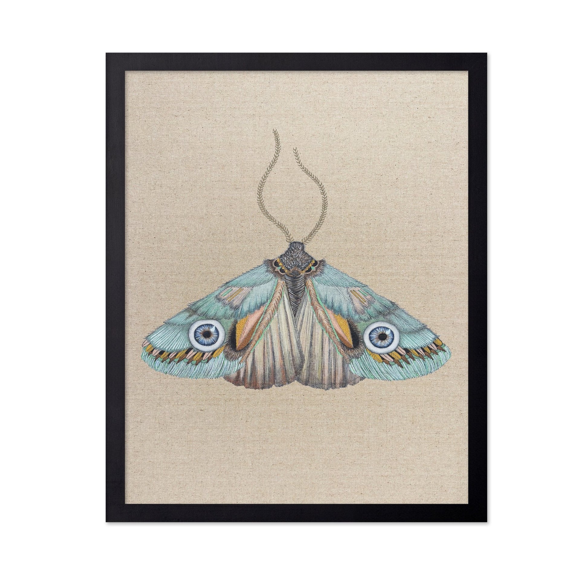 Aqua Eye Moth