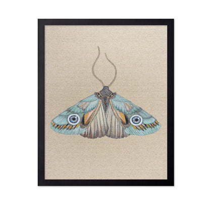 Aqua Eye Moth