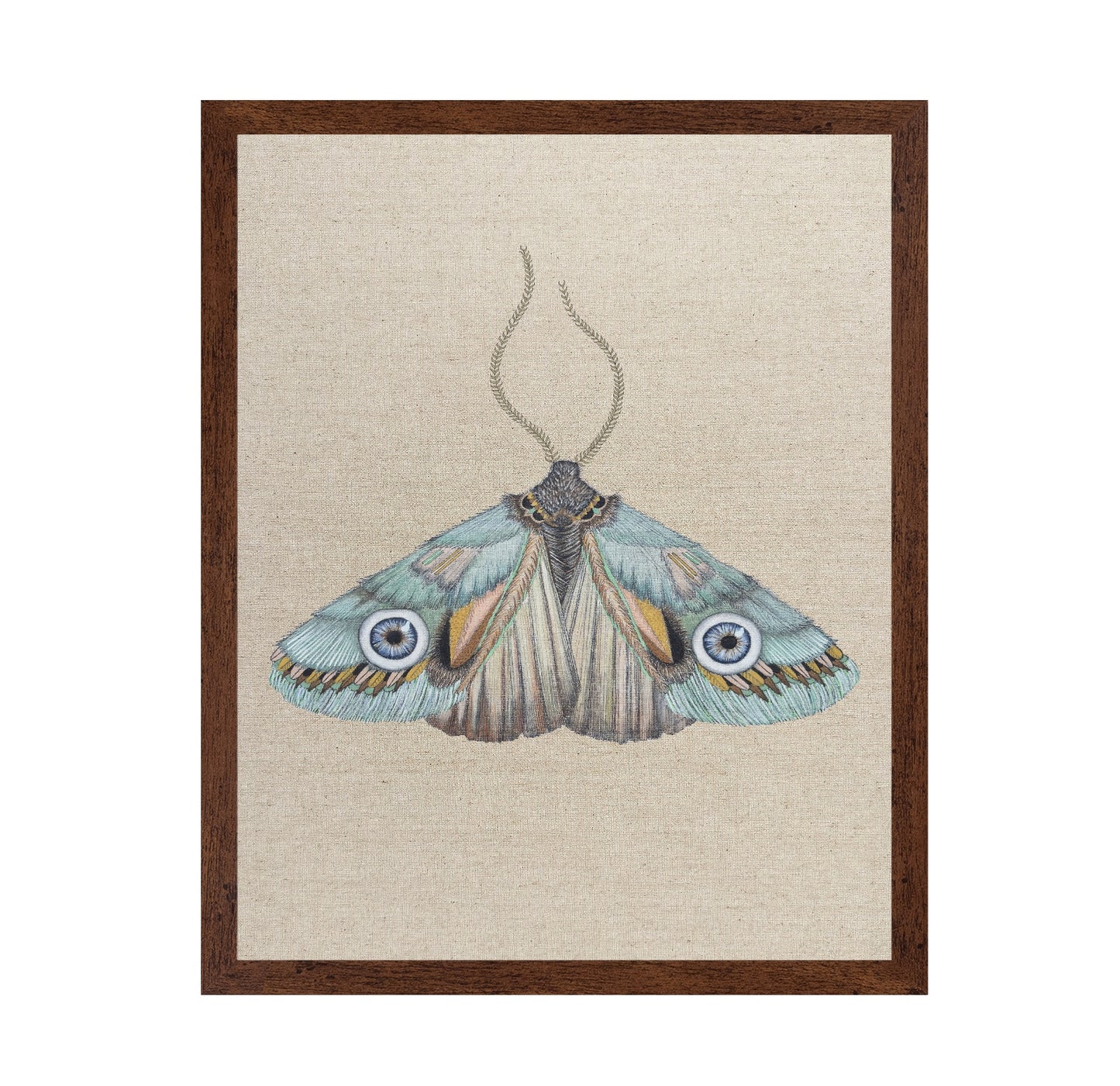 Aqua Eye Moth
