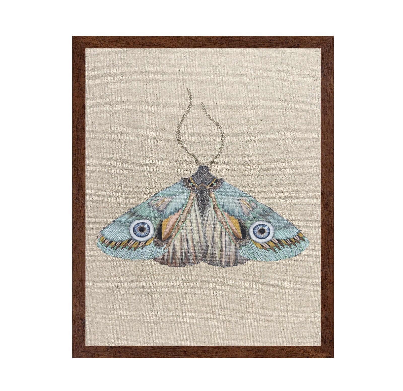 Aqua Eye Moth