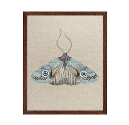 Aqua Eye Moth
