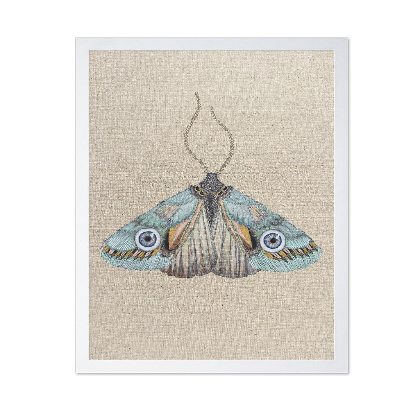 Aqua Eye Moth